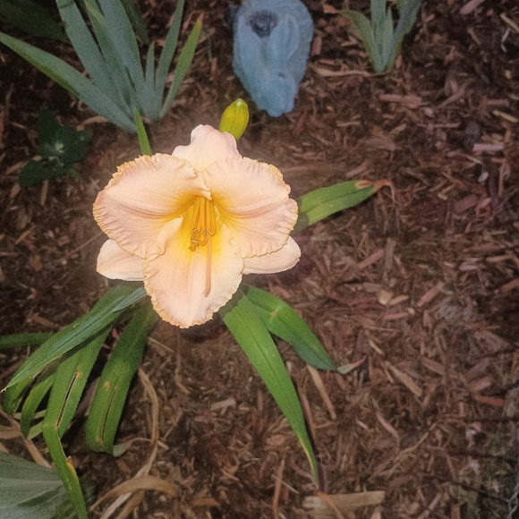 Meet your Posher, Jodi - Picture 3 of 4